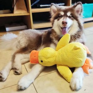 QUACKPAWS – Interactive Plush Dog Toy with Quacking Sound
